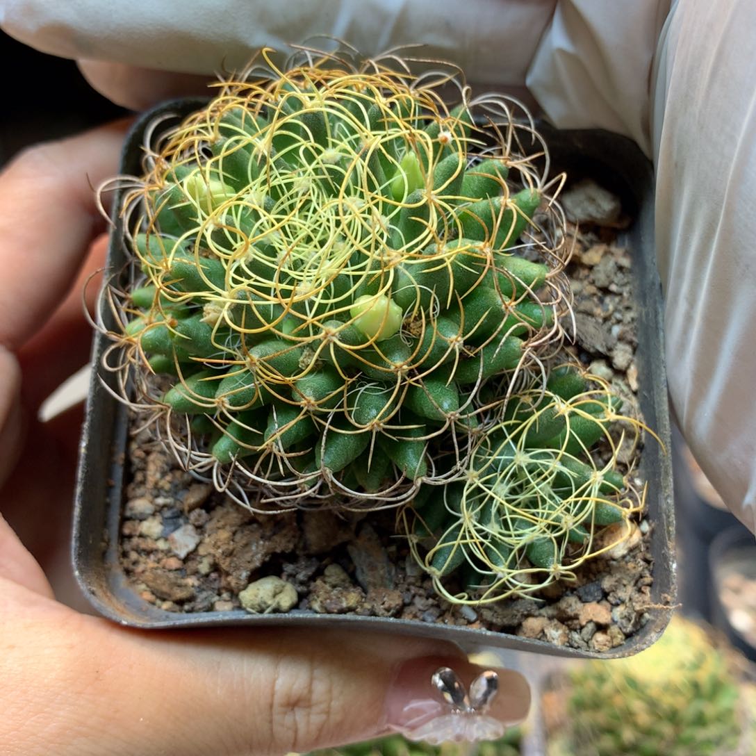     自根  卷刺琴丝  盆口径8公分