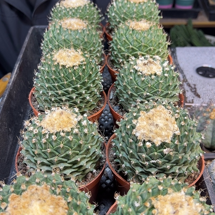 自根大帝冠9公分1颗