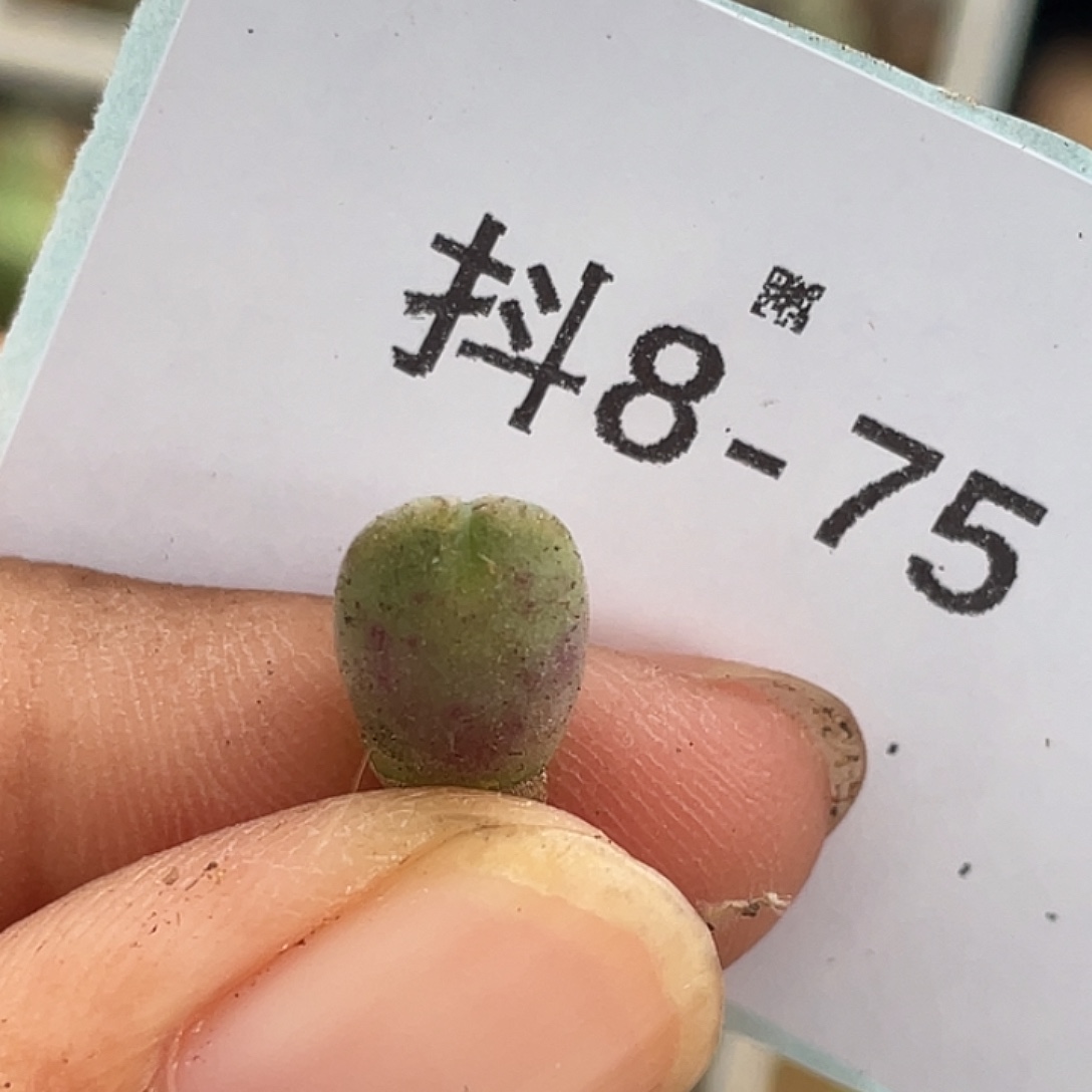 8-75空蝉多肉植物