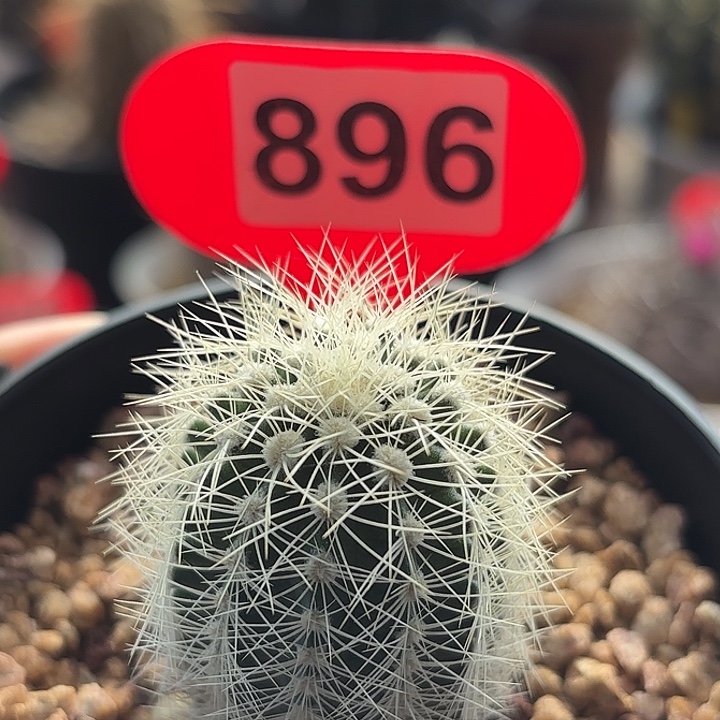 仙人球实生白云虾