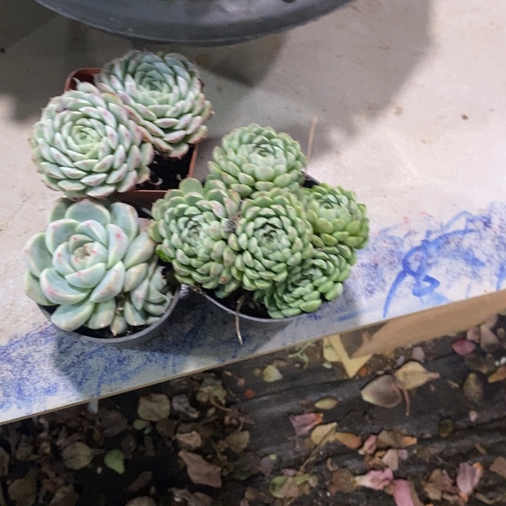 最***心829组合多肉3颗植物