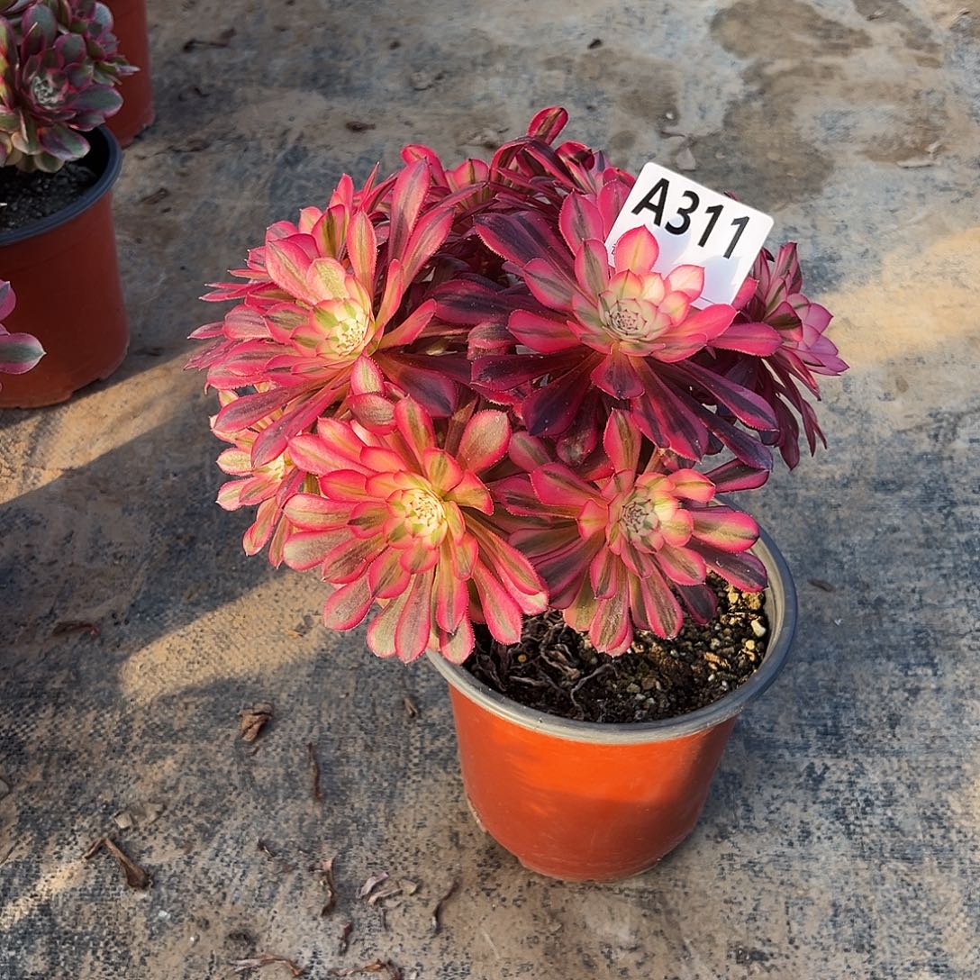 从林黑铜白311多肉植物