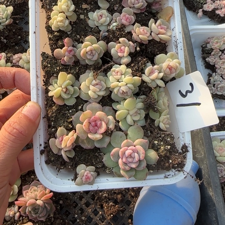 是***啊31王者系列多肉一盒