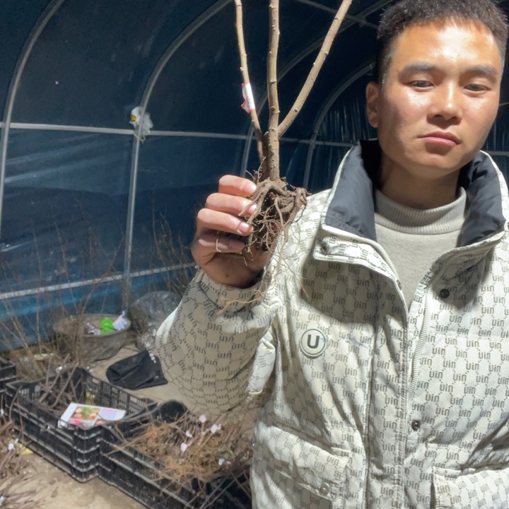 港之曙海棠花一颗苗