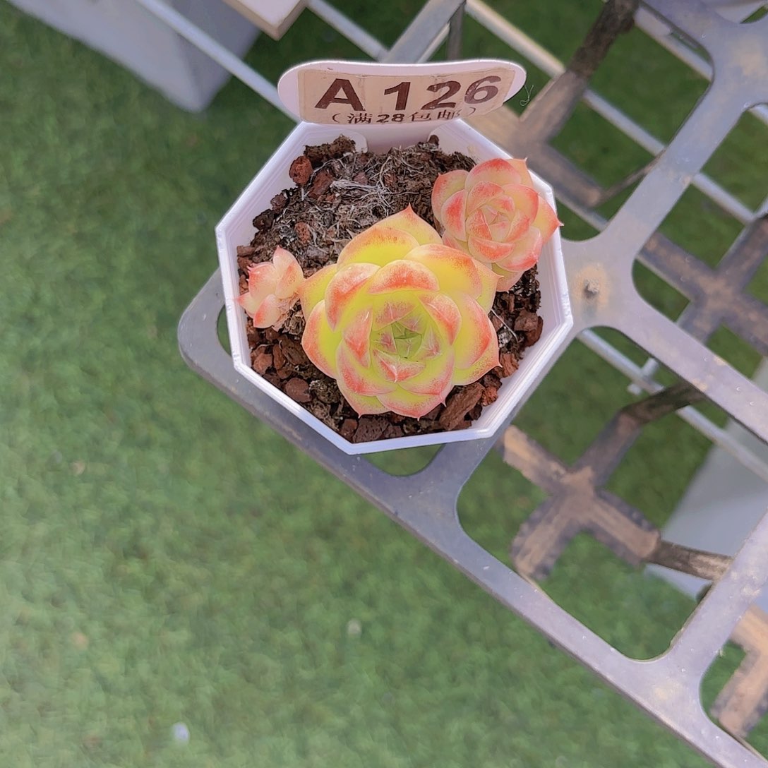 A126麦秆一物一拍