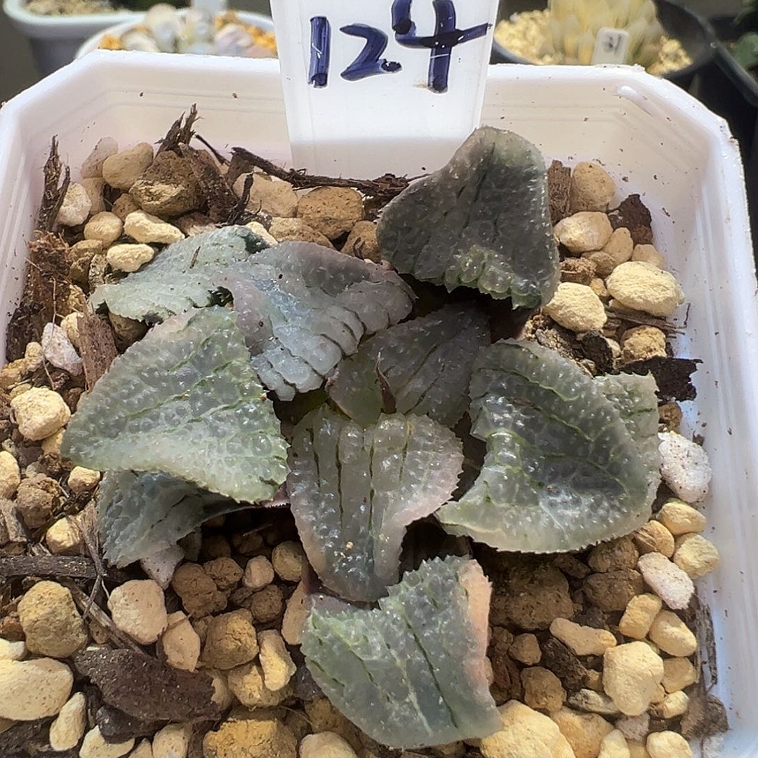 124号天空之镜锦特价