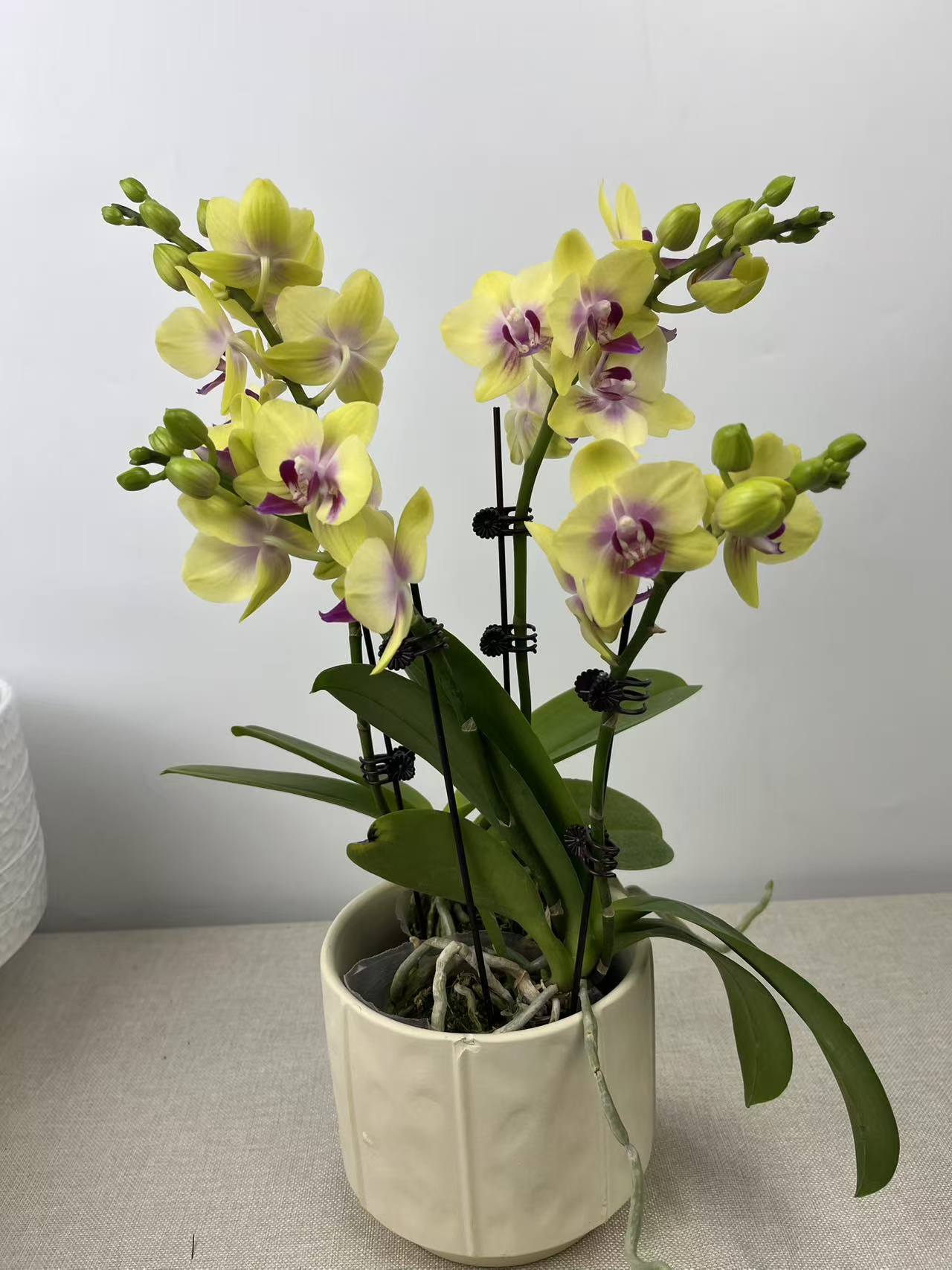 蝴蝶兰【春暖花开】花苗盆栽带花剑花苞客厅室内四季好养观赏花卉