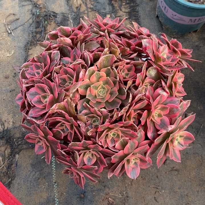 女妖9多肉植物法师法师