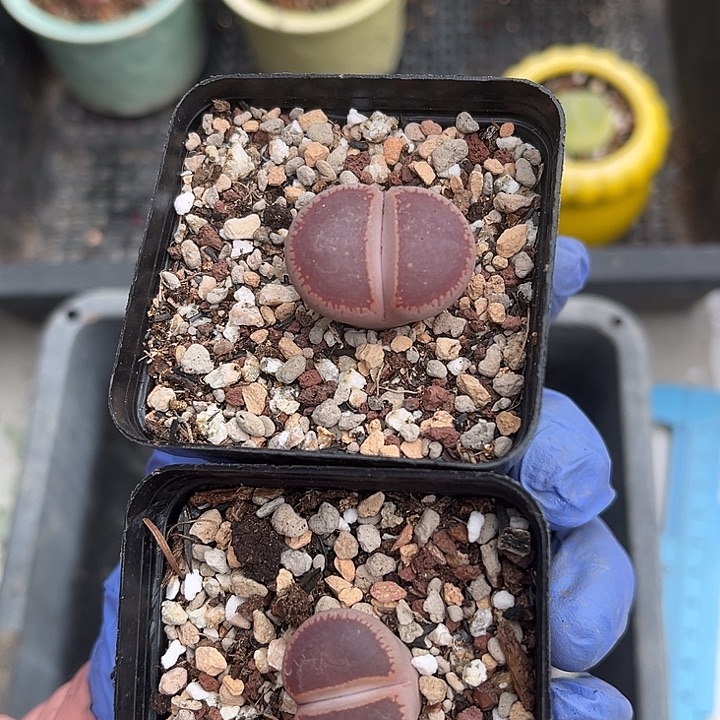 脱土发，满28包邮。比利时ko两颗