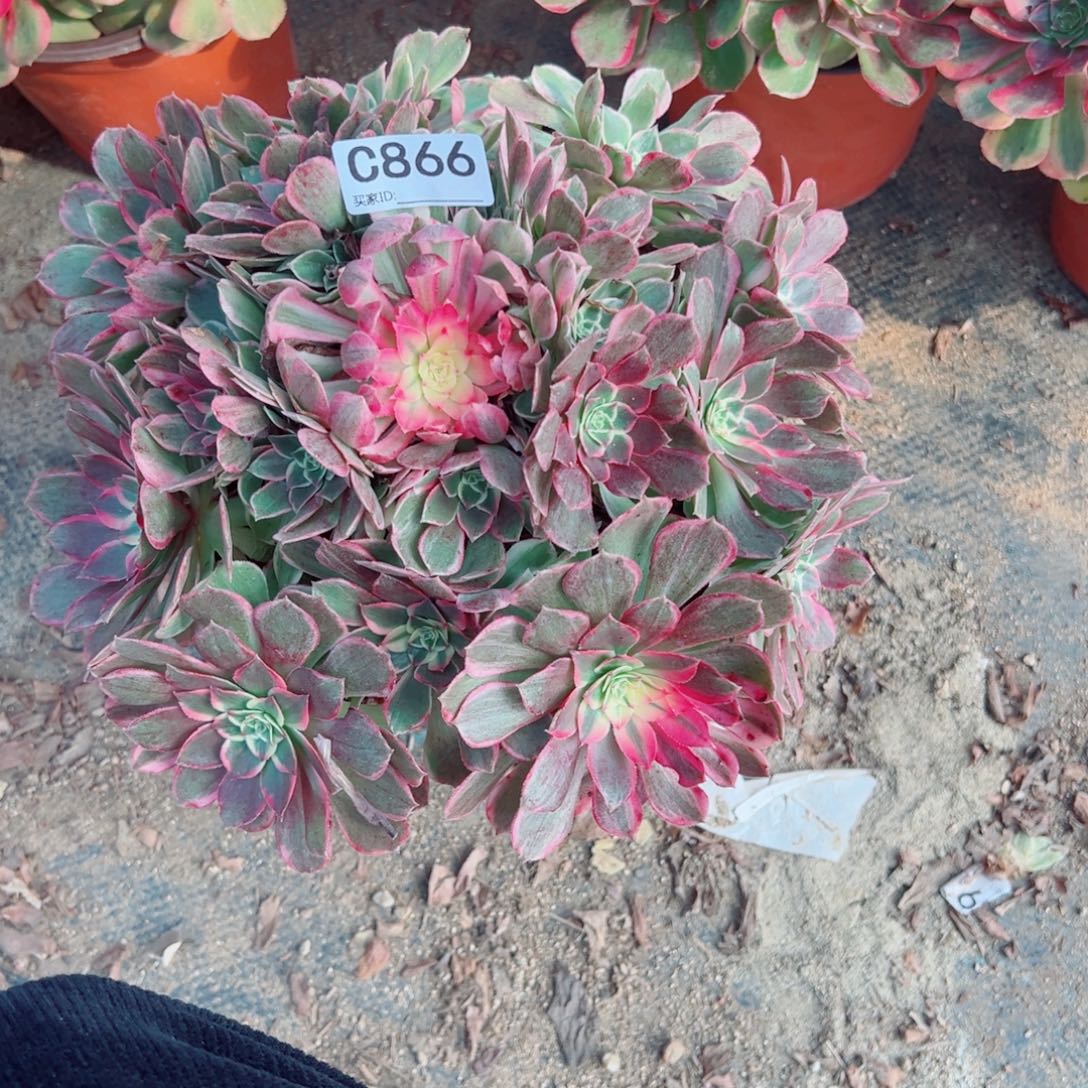 866孔雀翎多肉植物法师多肉