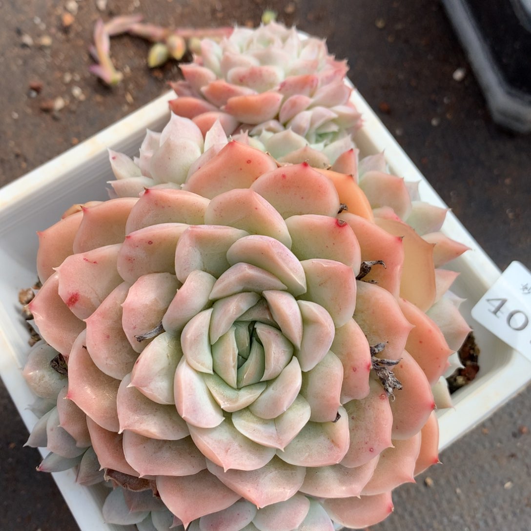 4071新年快乐发发发