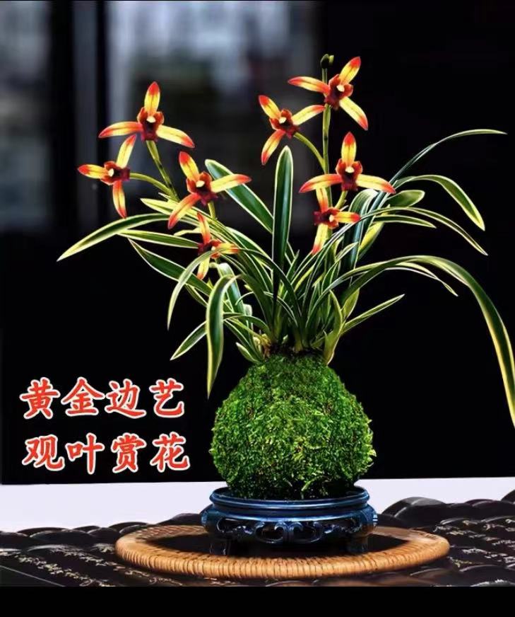 金边矮种-四季兰花 盆栽建兰名品好养 花卉绿植
