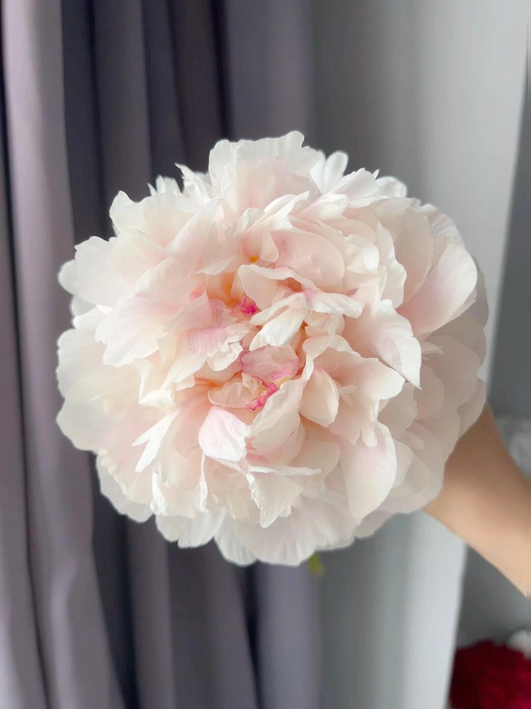 翠香白芍药-阴凉处养护怕热怕风加冰块鲜花