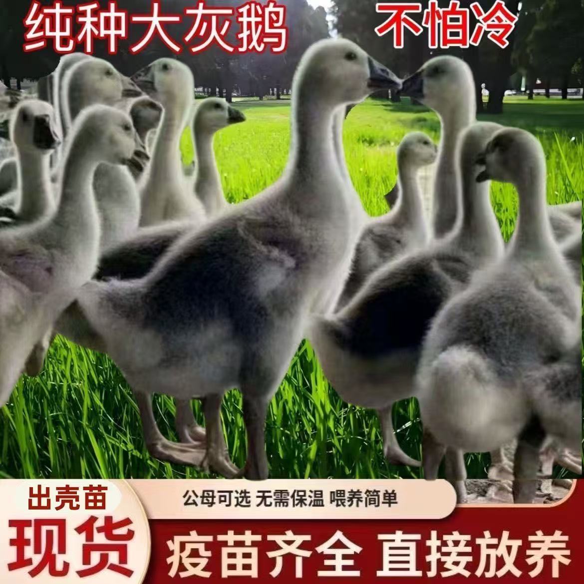 8两-1斤宠物大灰鹅正宗灰鹅顺丰包邮
