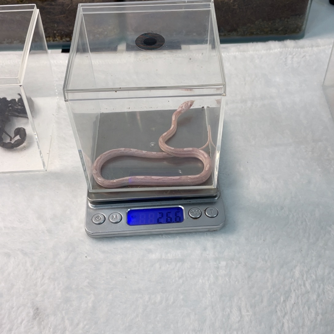 雨林蝎宠物辣条包邮包活