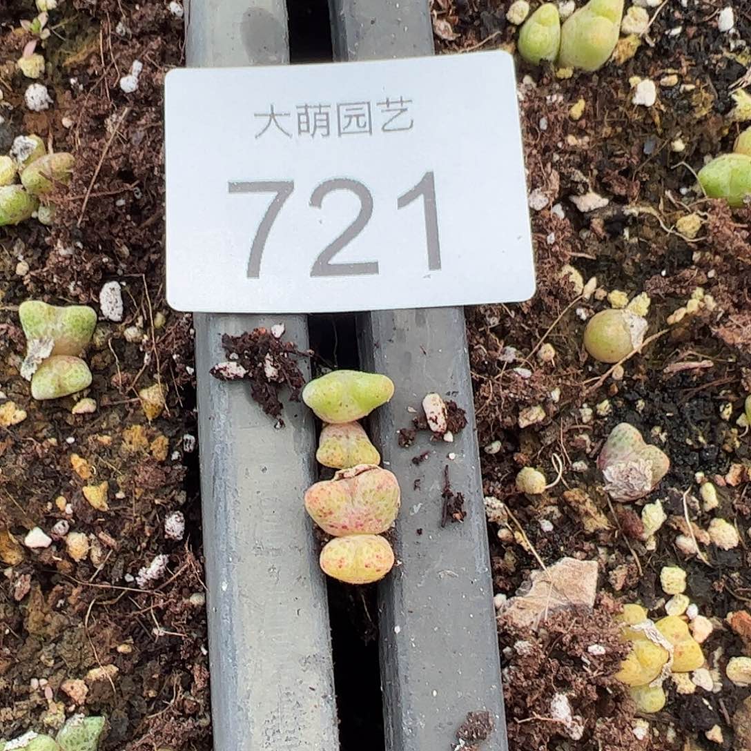 量拍双头鹿角斑马1颗      721