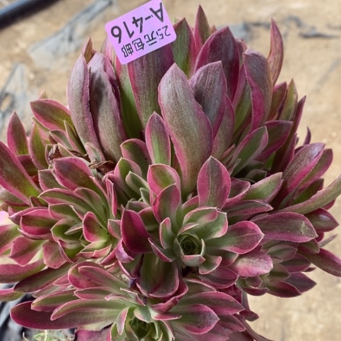 416女巫变异多肉清棚福利