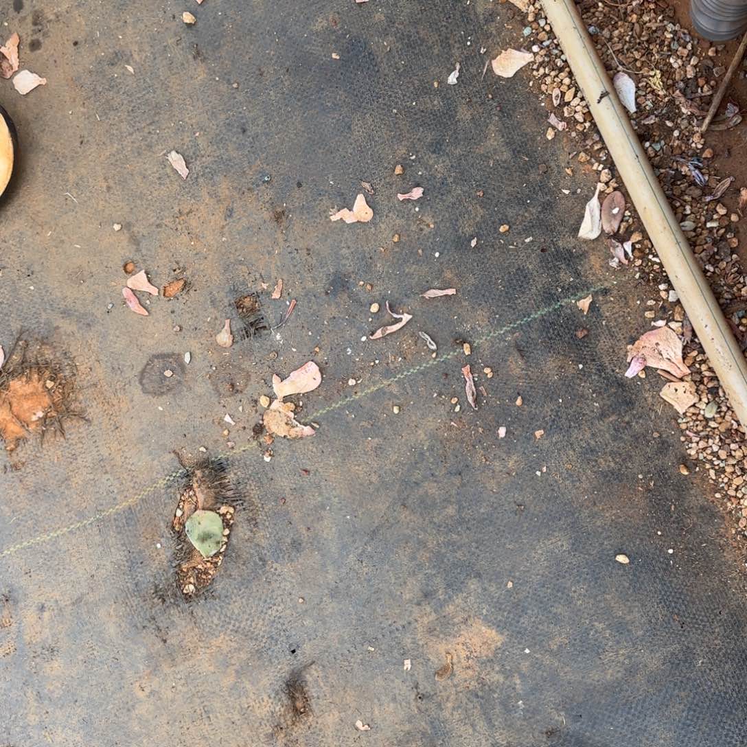 七***、存款。                 多肉