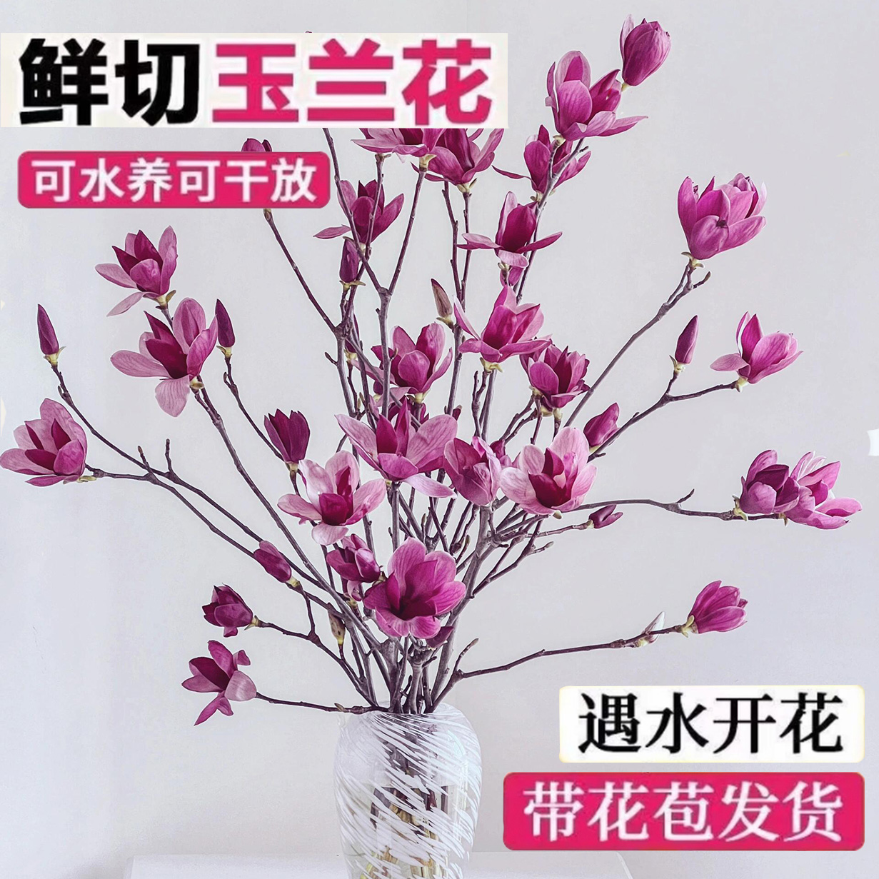 【新人福利】水培紫玉兰花鲜切带花苞发货室内水养耐寒鲜花卉