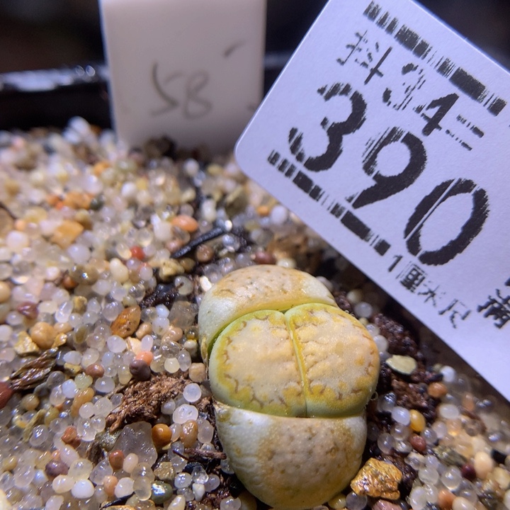 精品生石花34.390