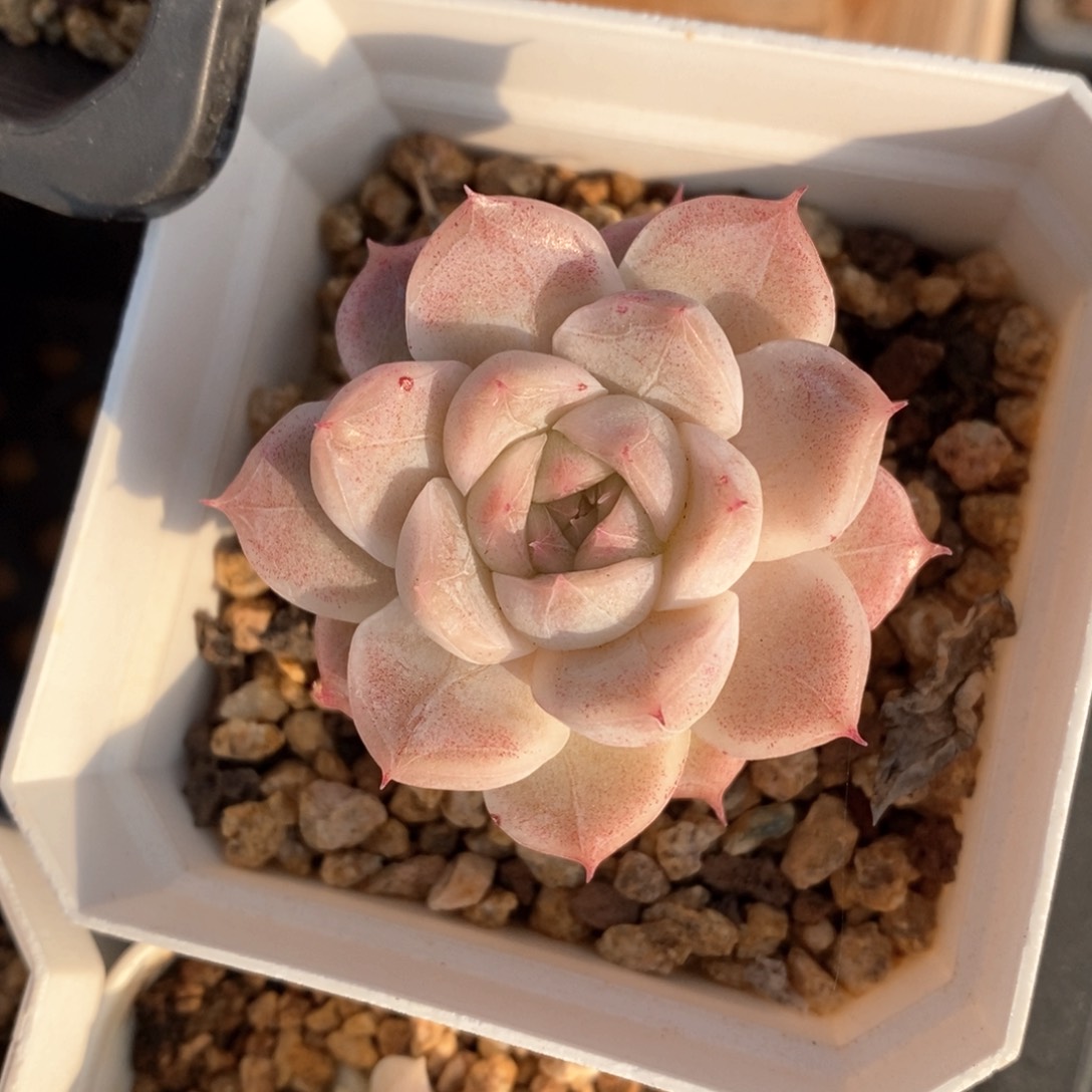 精品多肉一物一拍不包整591