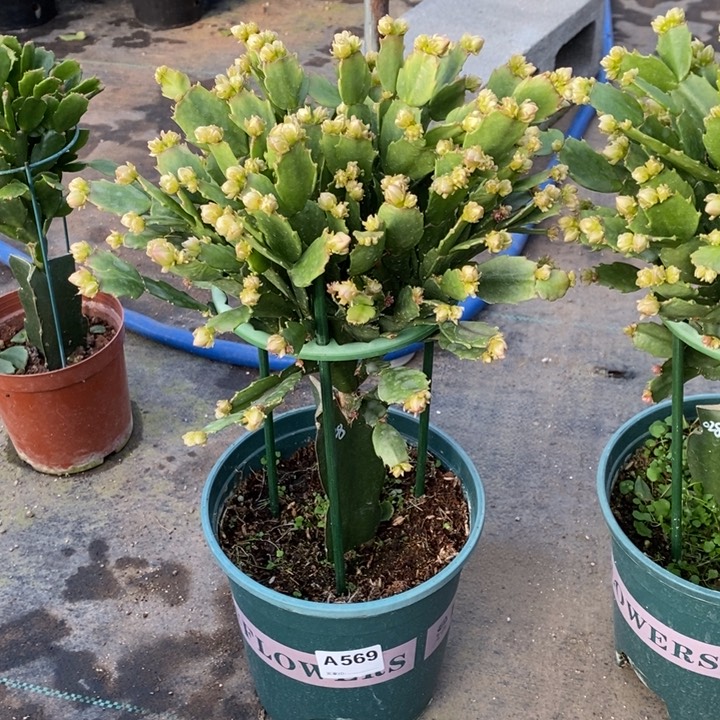 当前无花栽培后可以开花爱****姐569嫁接028