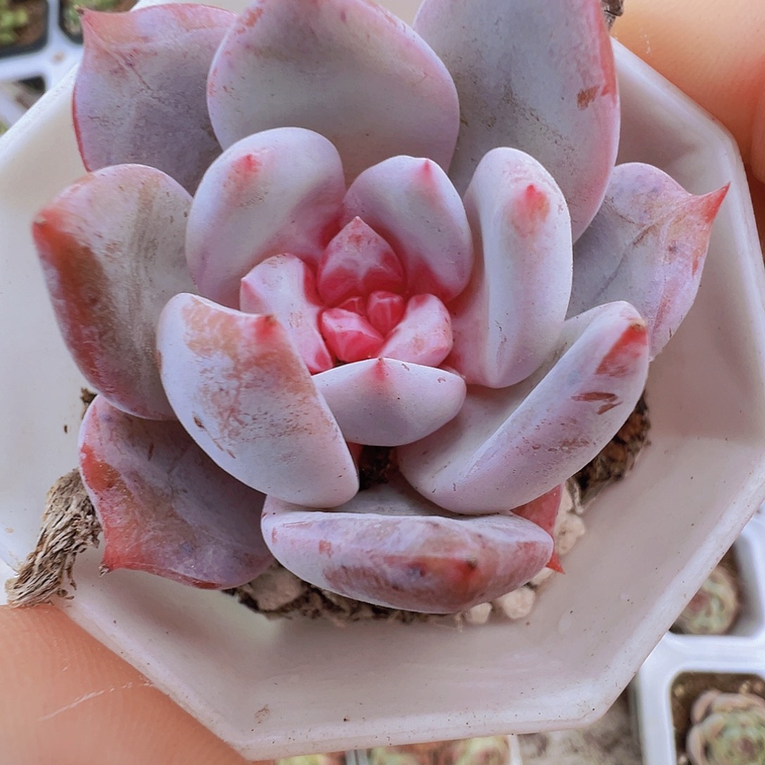 糖心雪天使19包邮多肉