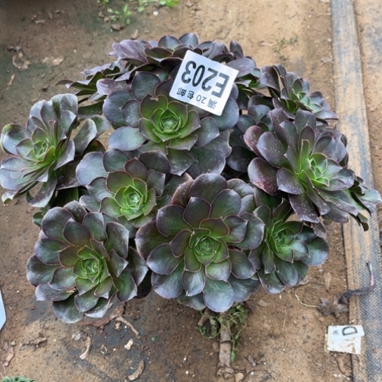 203枚金玫瑰不包断枝