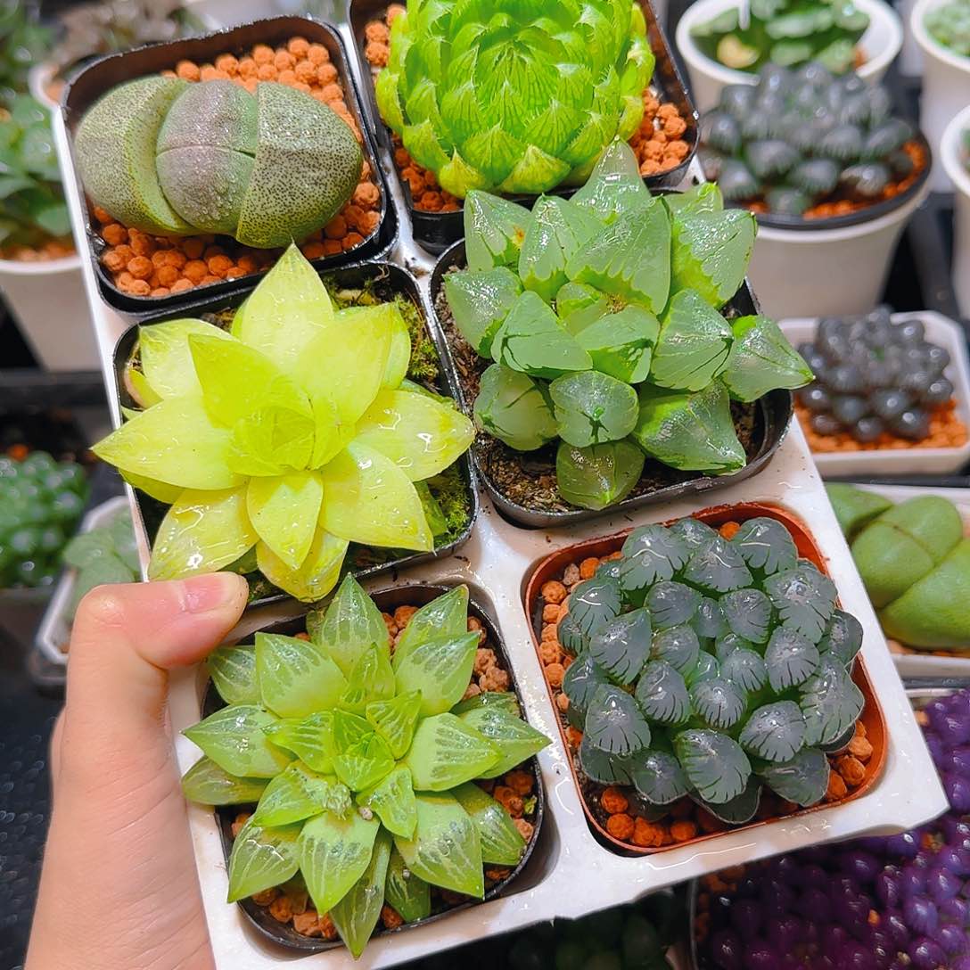 玉露六件套多肉，原盆