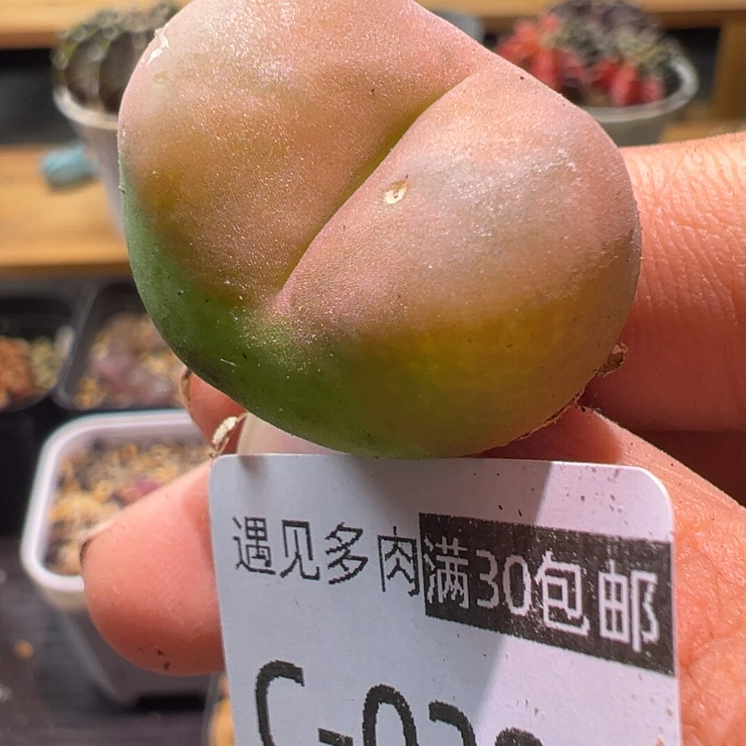 多肉植物11111111111