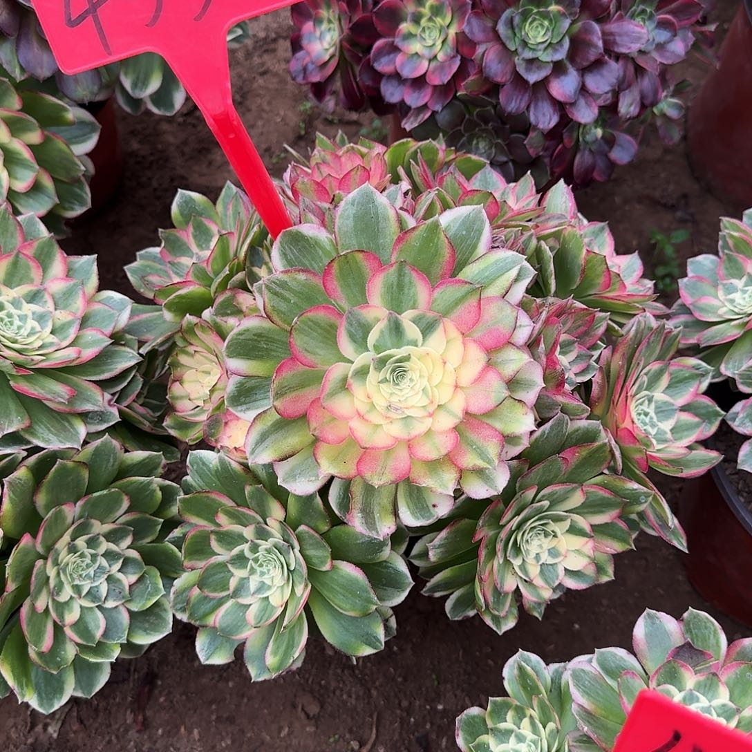 4550海仙多肉法师