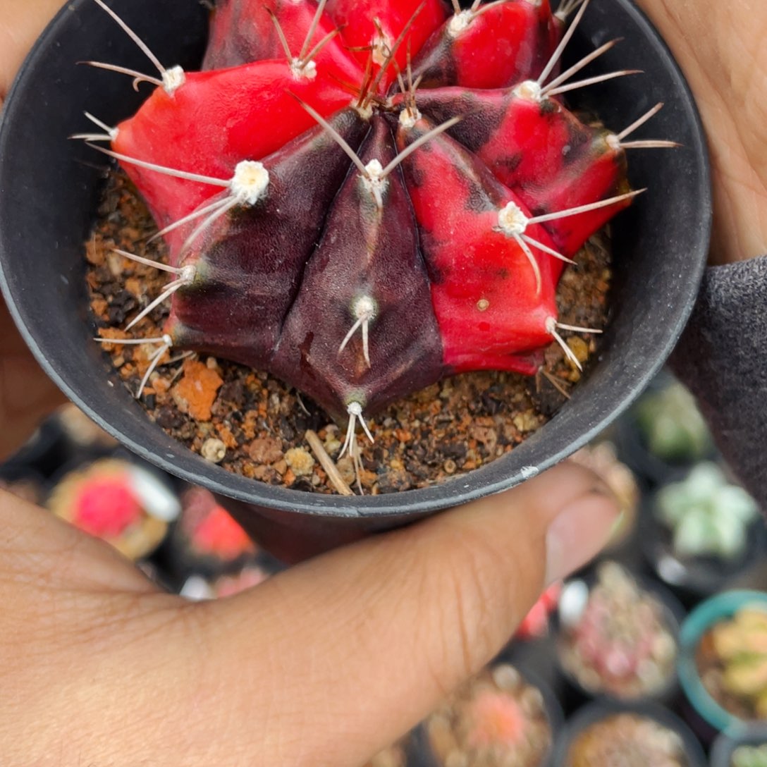 仙人球满28包邮盆5公分