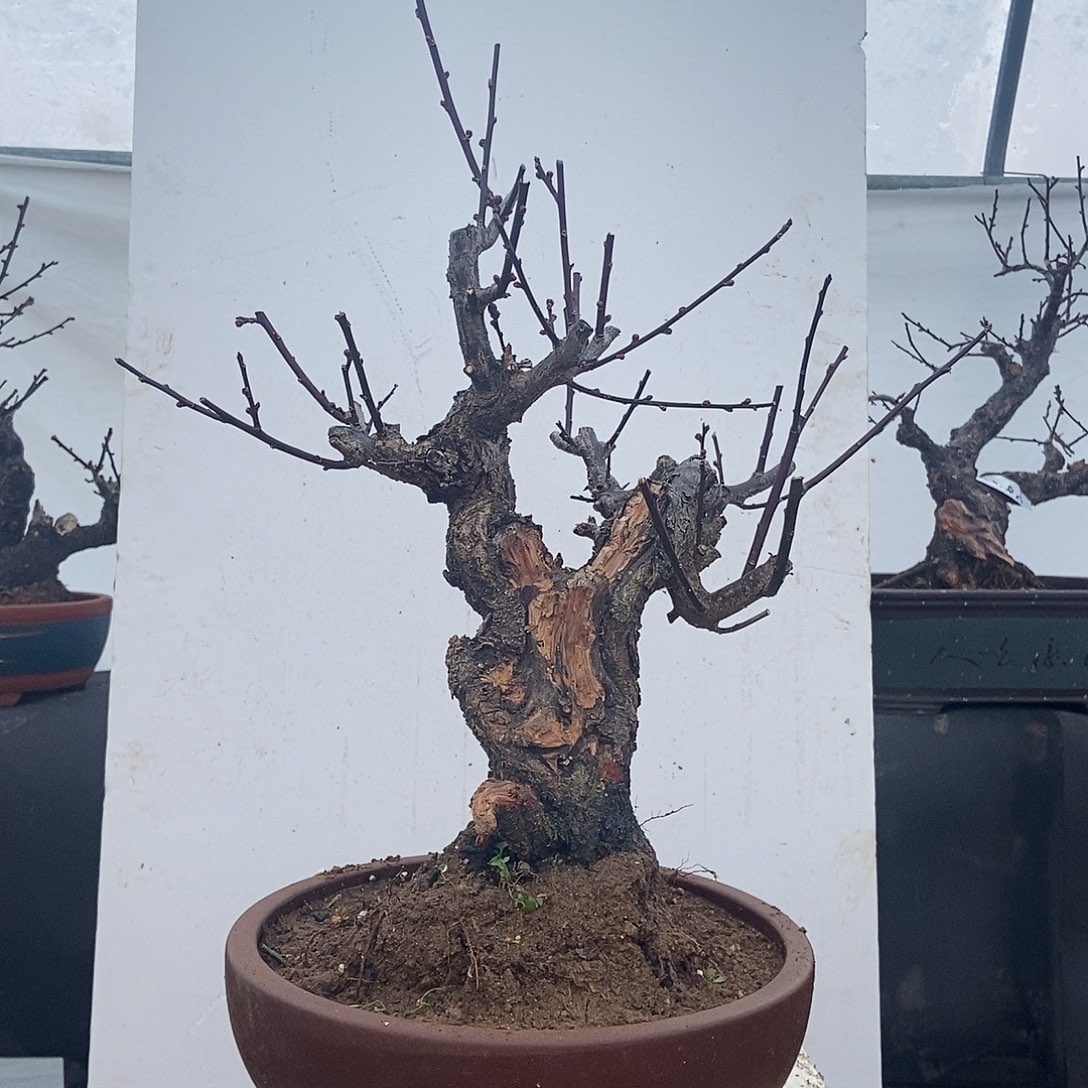 全部花苞20年野梅嫁接乌梅