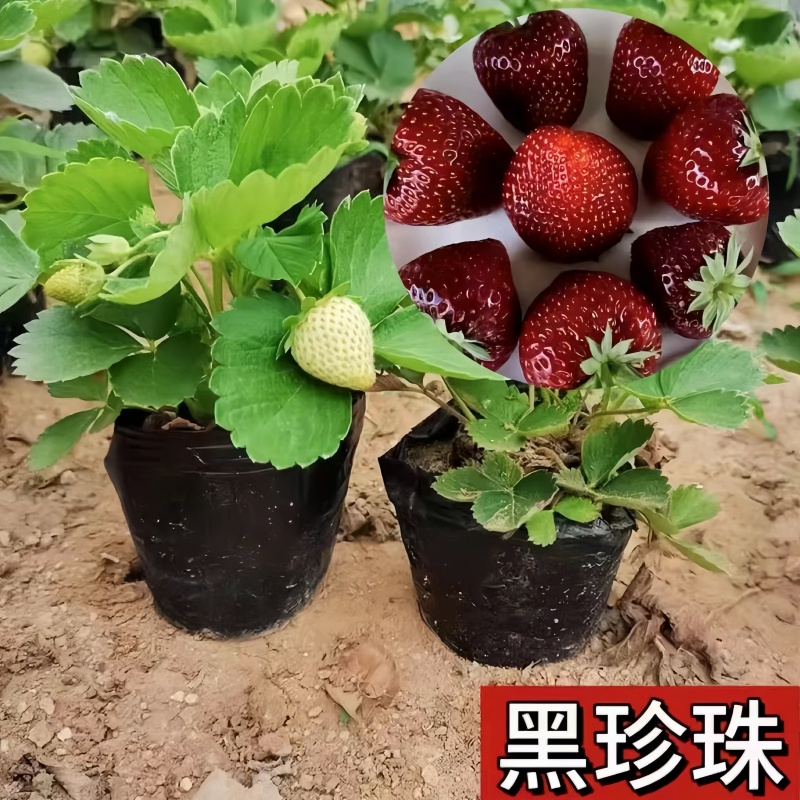 阳台爆甜【精品】盆栽现挖黑珍珠草莓苗纯天然四季大果庭院当年结果
