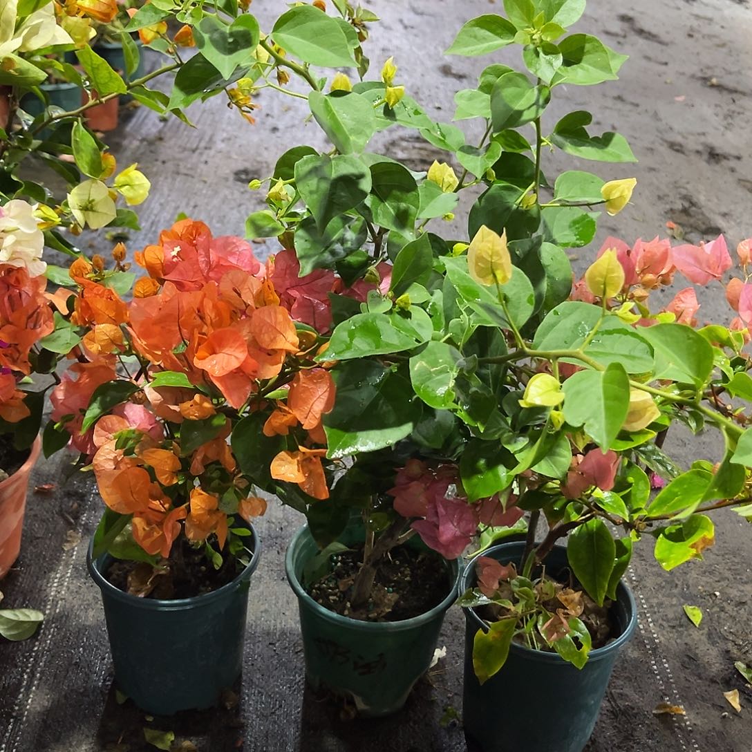 完全开放波妹，苏瓦娜，澄粉公主