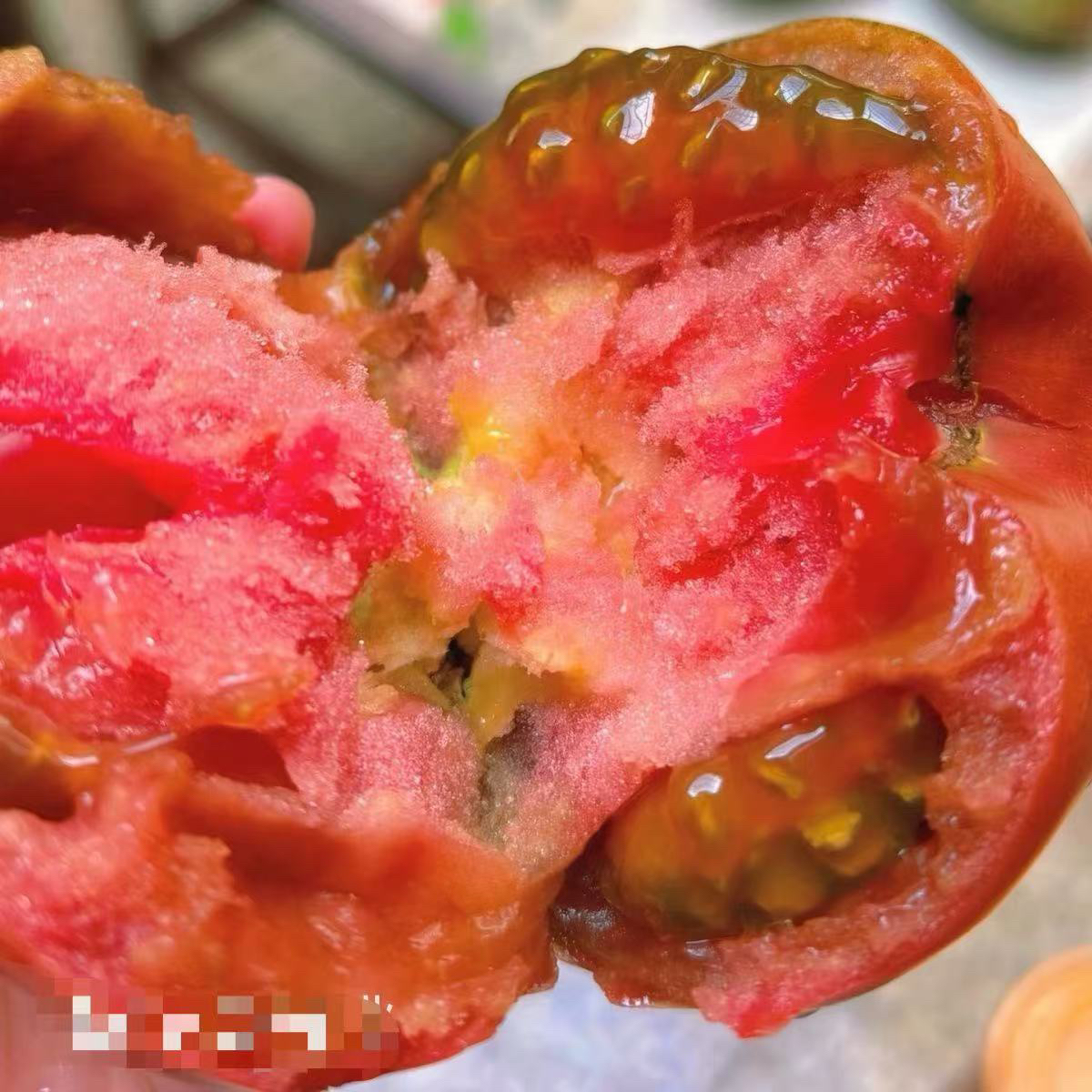 （树上熟）老品种口感西红柿露天种植沙瓤西红柿3-5斤普蔬菜番茄