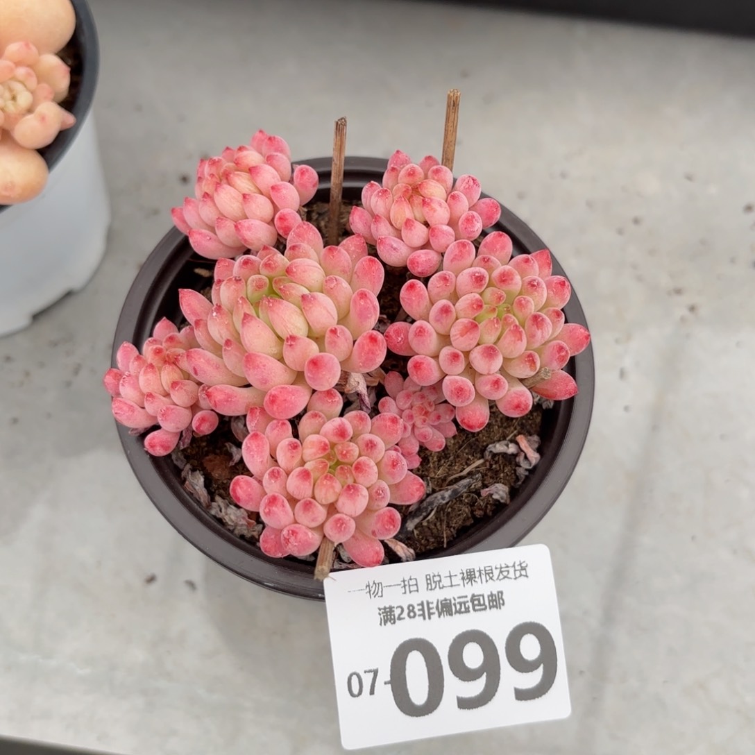 烟花老桩多肉多肉