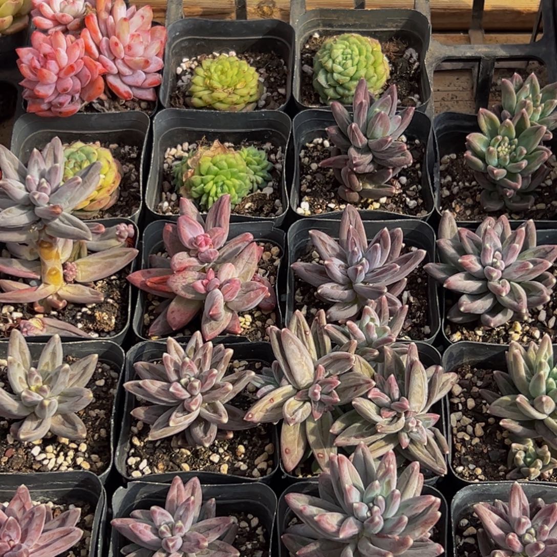 111多肉葡萄的味道是真的很