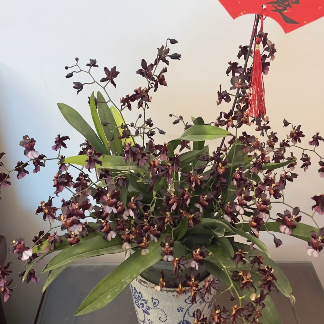［泰国香水］爆款组合浓香文心兰红色年宵花兰花盆栽室内外好养易活