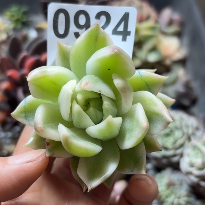 多肉植物满18包邮当场凑单