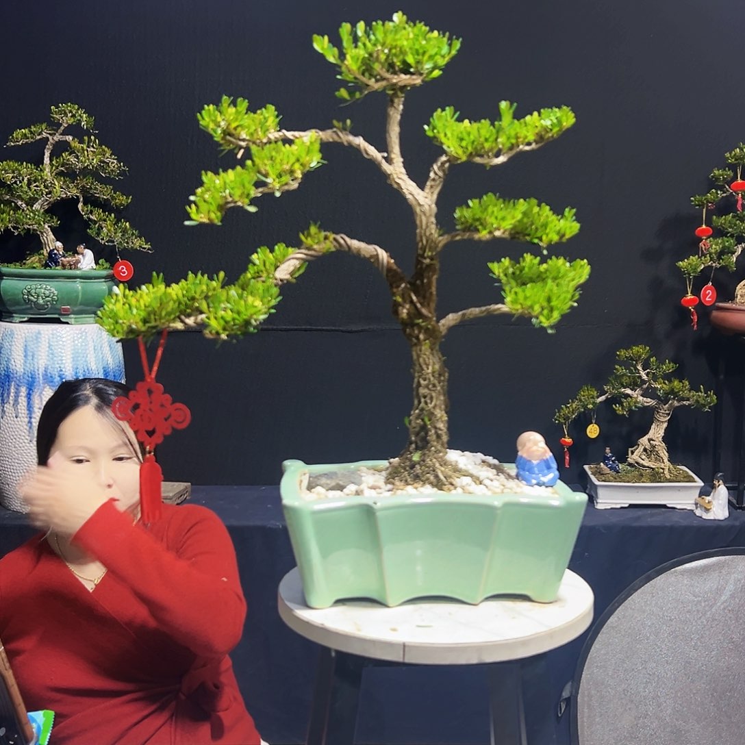 绿植广东皱皮黄杨木