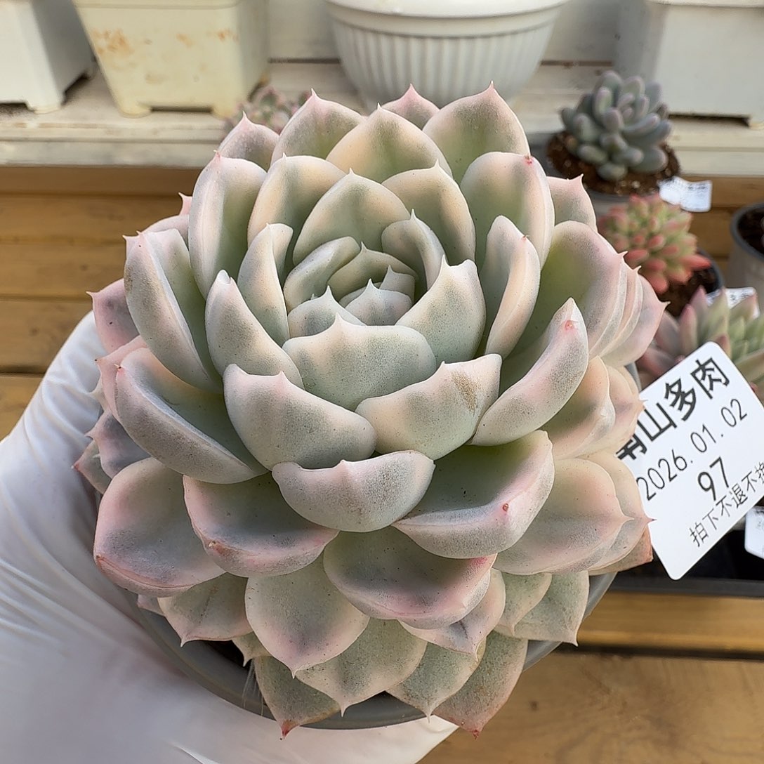 淡***然雪球锦111111102-97