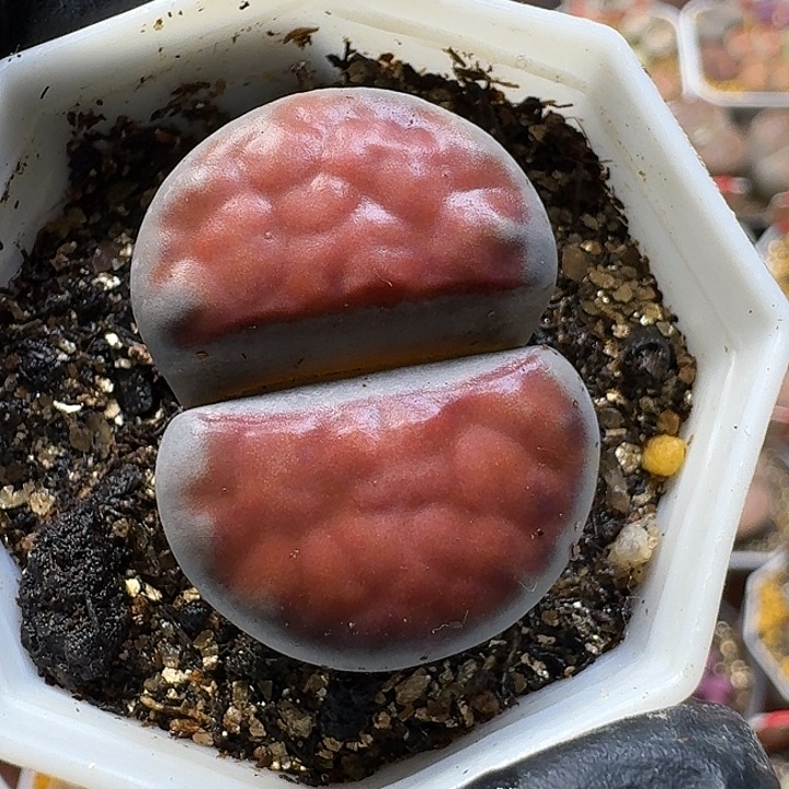 s***e生石花1111111。   225