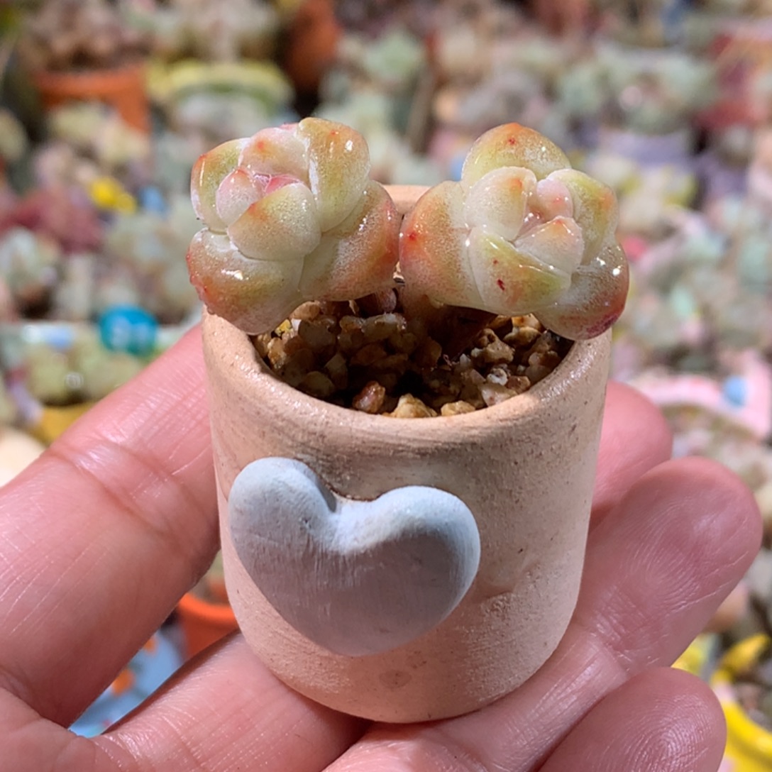 3年庄精品冰透糖心冰玉带盆发货