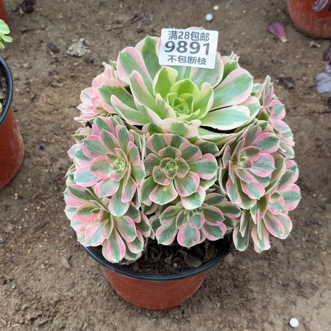 N 9891女郎多肉。baaed