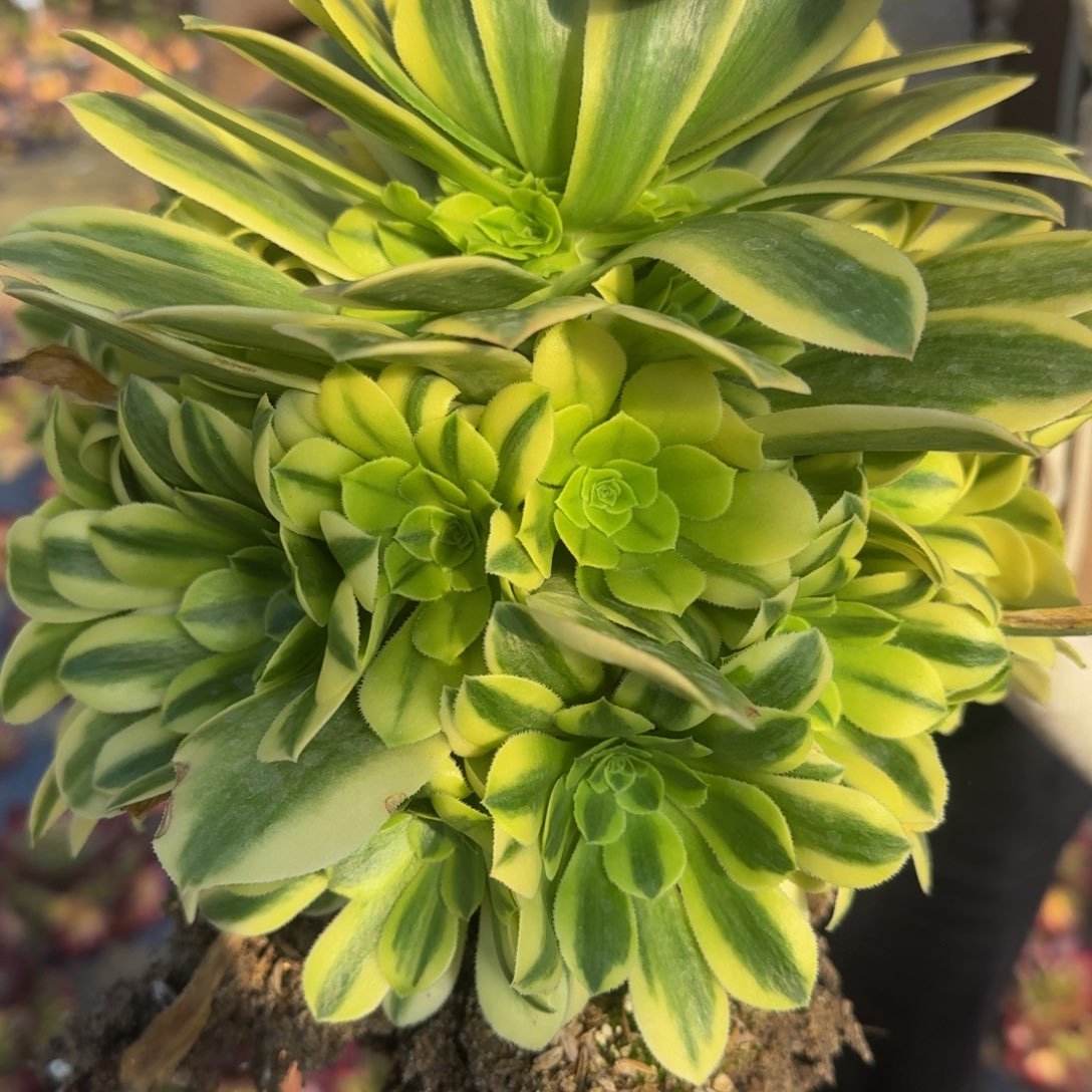 1669金丝翡翠。多肉植物