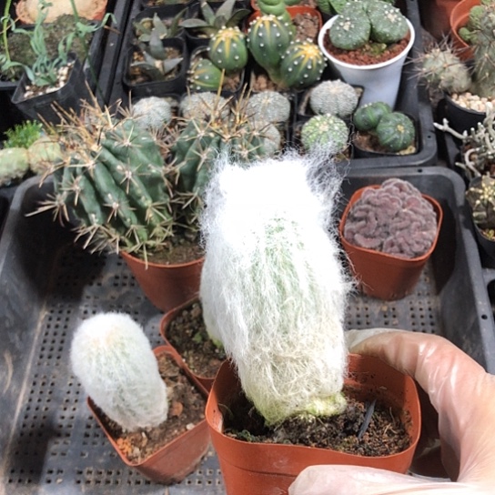 阳***好无花朵老乐带盆土包邮