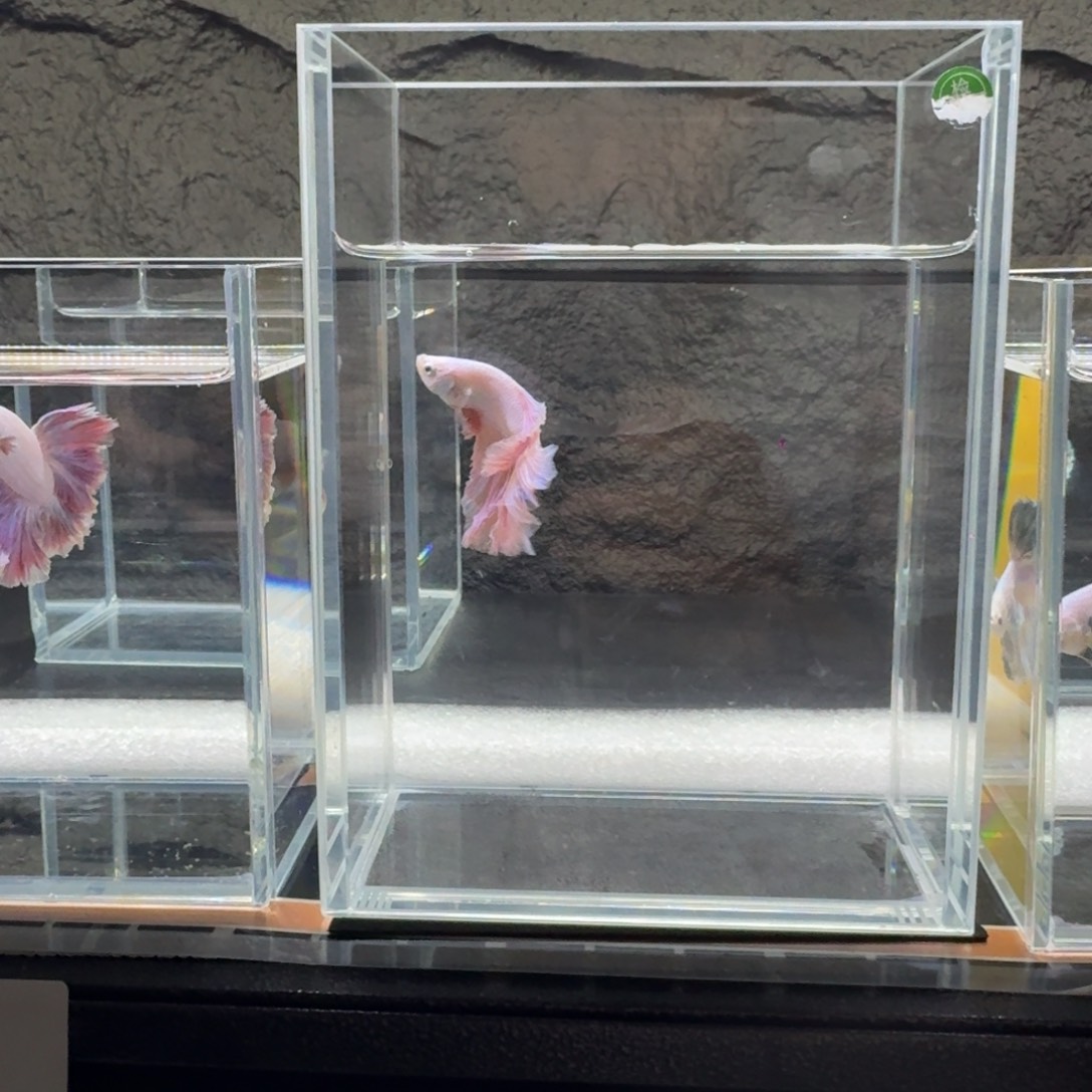 小***织斗鱼泰国半月斗鱼