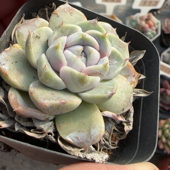 26汉堡多肉植物多