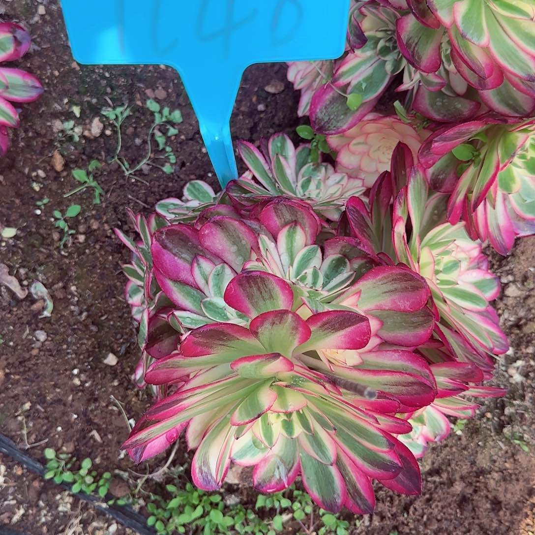 1148倾城多肉哦哦哦